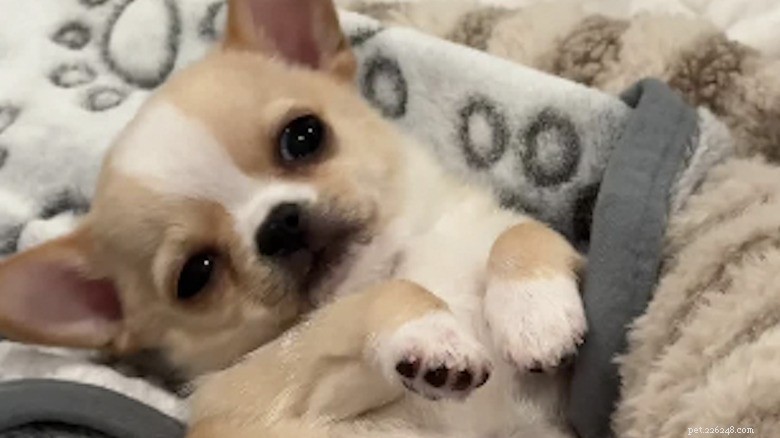 Potato the Chihuahua: TikTok Sensation & Expert Naming Tips for Your New Pet