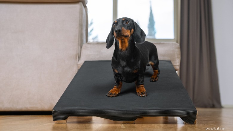 Tiny Dachshund Lars Conquers Custom Ramp—A Heartwarming Example of Pet Care