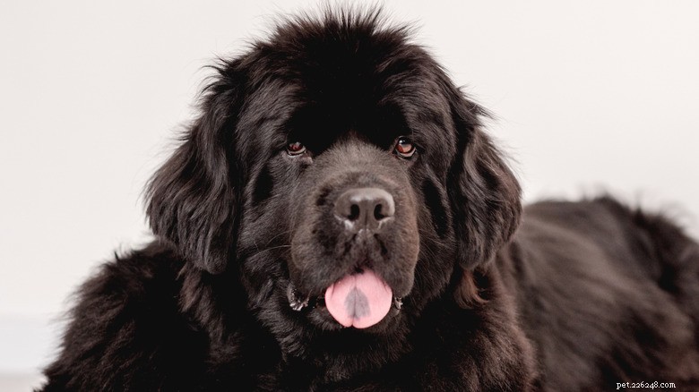 Copper, the Brown Newfoundland: How His Puppy‑Dog Eyes Win Hearts and What They Really Mean