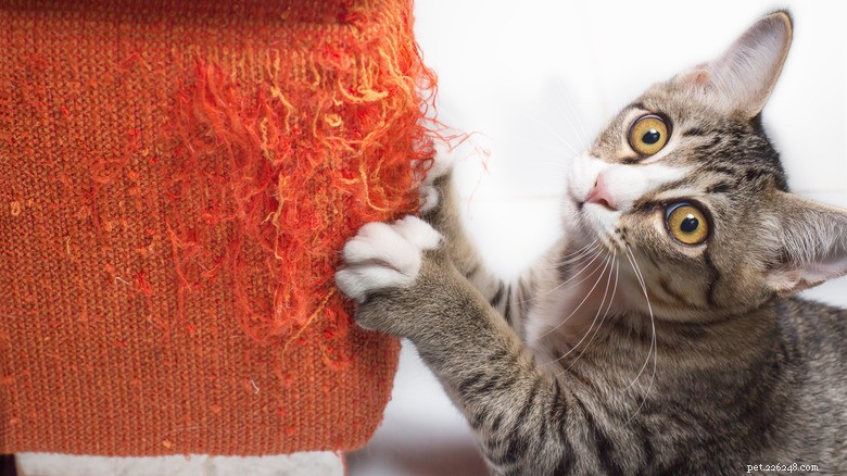 6 Ways You May Unintentionally Hurt Your Kitten s Heart — How to Protect Their Well‑Being