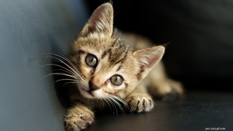 6 Ways You May Unintentionally Hurt Your Kitten s Heart — How to Protect Their Well‑Being