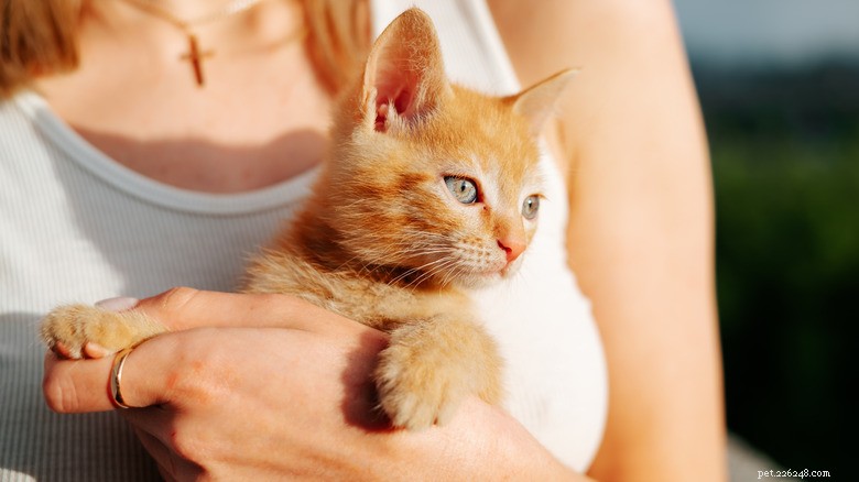 6 Ways You May Unintentionally Hurt Your Kitten s Heart — How to Protect Their Well‑Being