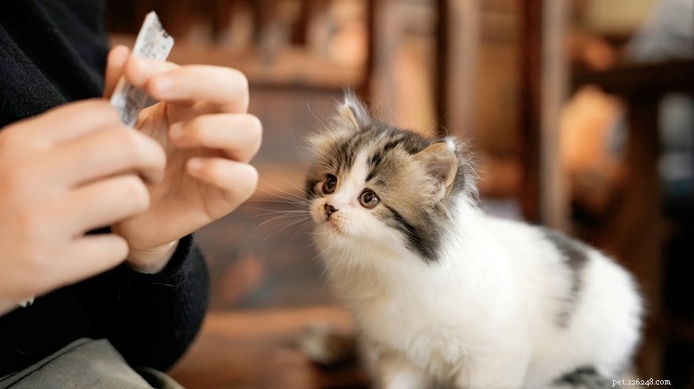6 Ways You May Unintentionally Hurt Your Kitten s Heart — How to Protect Their Well‑Being