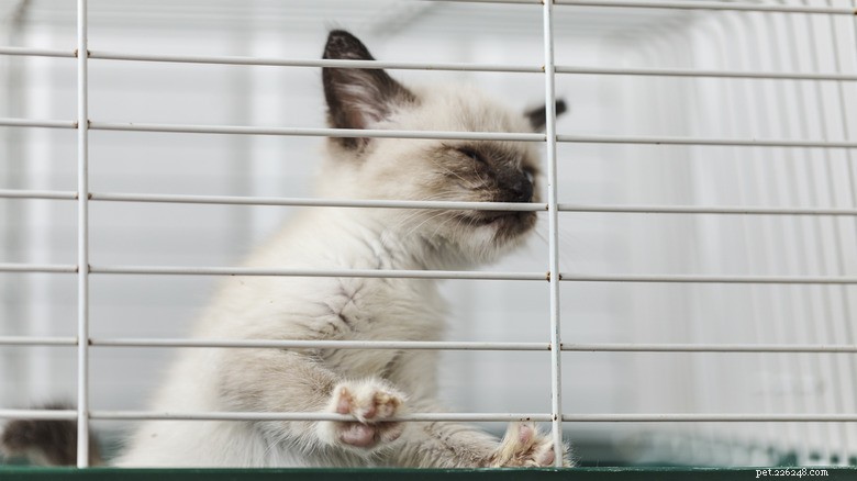 6 Ways You May Unintentionally Hurt Your Kitten s Heart — How to Protect Their Well‑Being
