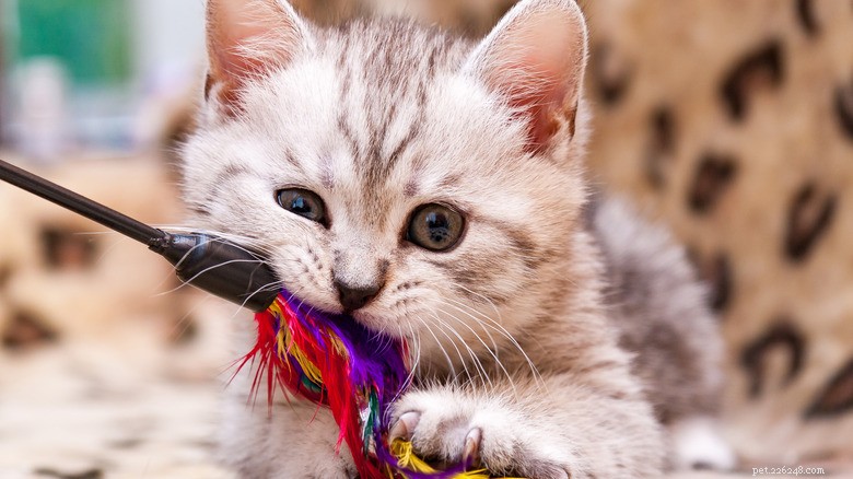 6 Ways You May Unintentionally Hurt Your Kitten s Heart — How to Protect Their Well‑Being