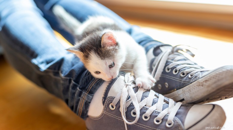 6 Ways You May Unintentionally Hurt Your Kitten s Heart — How to Protect Their Well‑Being