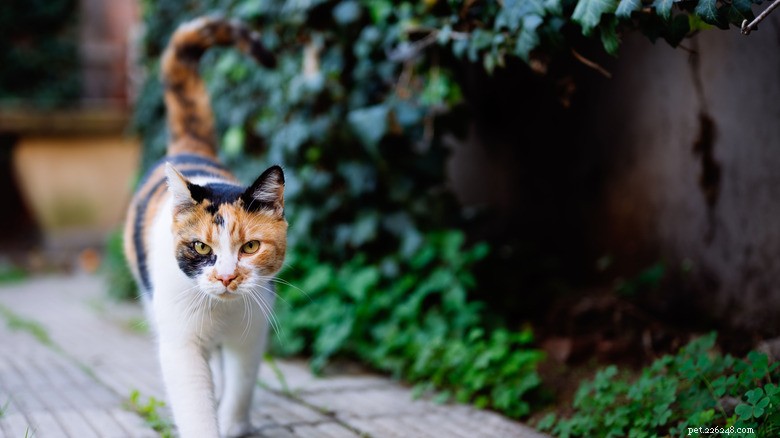 How a Stray Cat’s Clever Plan Led to a Purr‑Perfect Adoption