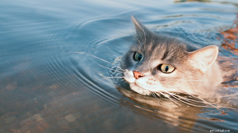 Meet Azia: The Submarine Cat Who Proves Some Felines Love to Swim