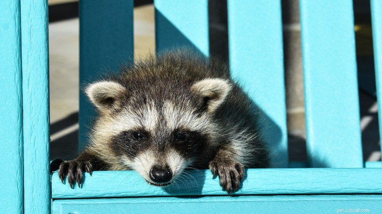 Neighborhood Raccoon and Possum Delight in Late‑Night Snack Time With Local Resident