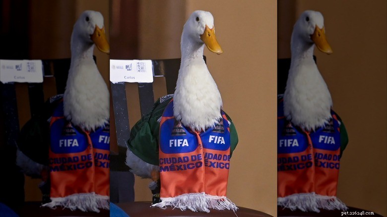 Meet Merlin: The Duck Wearing Mexico’s Soccer Jersey Who Became 2026 World Cup’s Unofficial Mascot