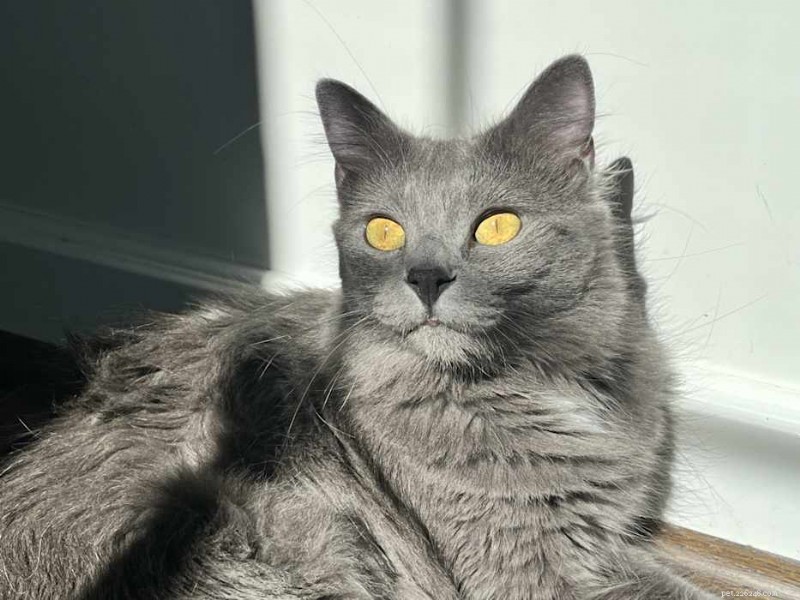 Meet Cinza – Litter‑Box‑Trained, Affectionate Cat Seeking a New Home