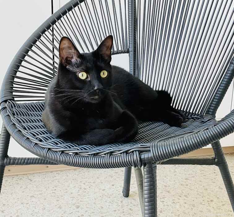 Meet Binx – A Friendly Cat Seeking a Loving Home