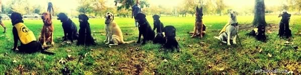 Elevate Your Puppy’s Socialization: Insights from Guide Dog Raisers