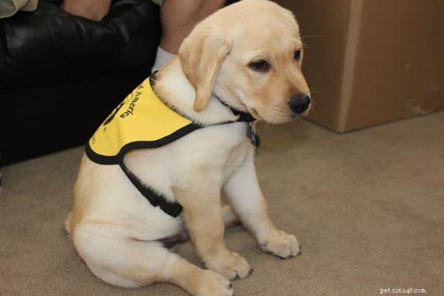 Elevate Your Puppy’s Socialization: Insights from Guide Dog Raisers