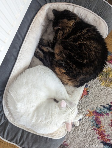 Do Cats Benefit from a Companion? Insights from a Two‑Cat Home