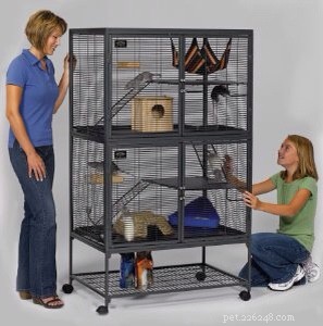 Essential Guide to Caring for Pet Rats
