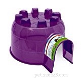 Essential Guide to Caring for Pet Rats