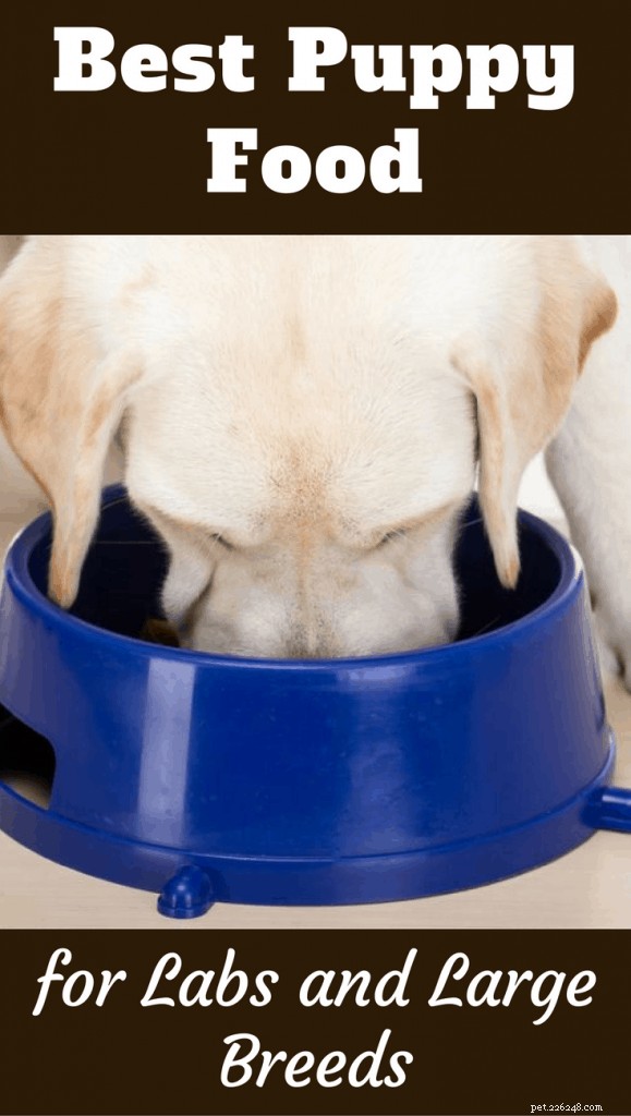 Top 7 Puppy Foods for Labs & Large Breeds – Expert Reviews & Recommendations