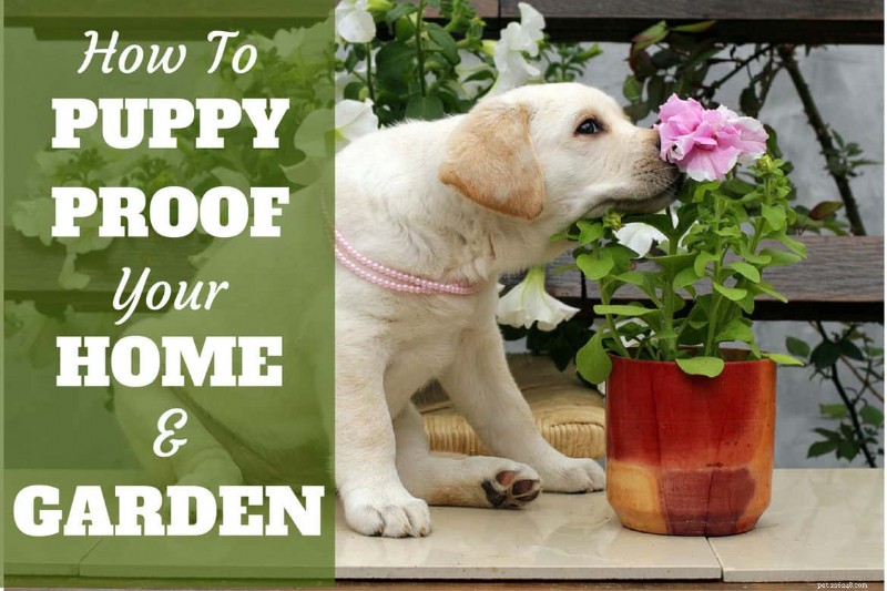 Comprehensive Guide to Puppy Proofing Your Home and Garden