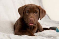 Comprehensive Guide to Puppy Proofing Your Home and Garden
