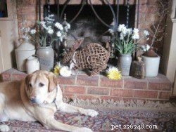 Comprehensive Guide to Puppy Proofing Your Home and Garden