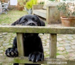 Comprehensive Guide to Puppy Proofing Your Home and Garden