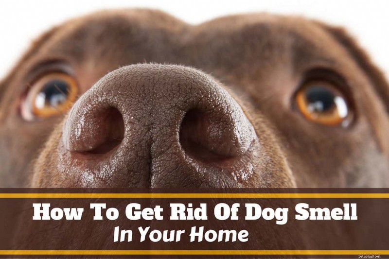 Eliminate Dog Odor from Your Home: A Proven Guide