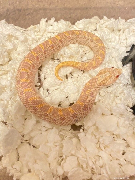 Enhancing Hognose Snakes’ Health and Breeding Success with Reptilinks