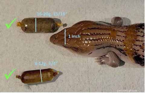Choosing the Correct Food Size for Reptiles: A Practical Guide