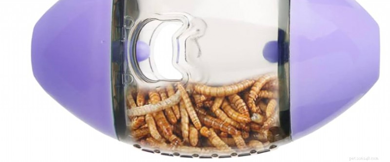 Five Key Enrichment Strategies to Keep Your Reptile Thriving