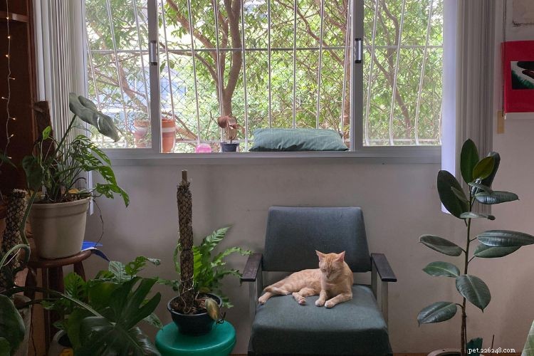 10 Signs Your Cat Is Quietly Evaluating Your Every Decision