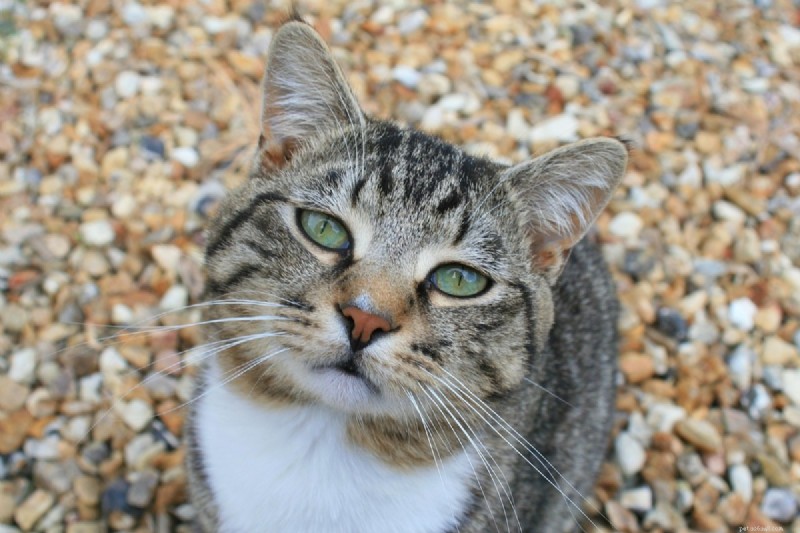 10 Signs Your Cat Is Quietly Evaluating Your Every Decision