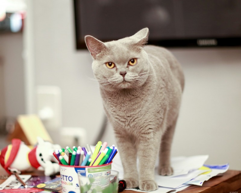 10 Signs Your Cat Is Quietly Evaluating Your Every Decision