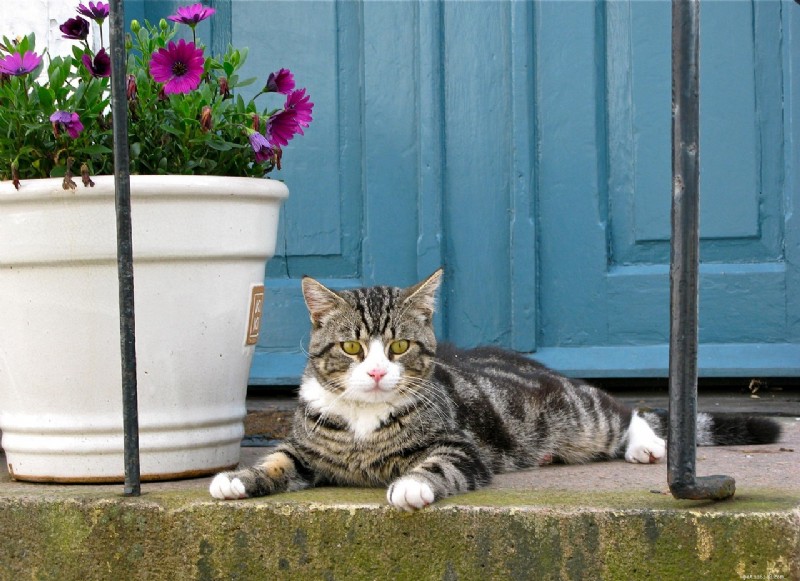 10 Signs Your Cat Is Quietly Evaluating Your Every Decision