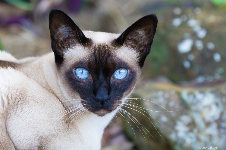 10 Signs Your Cat Is Quietly Evaluating Your Every Decision