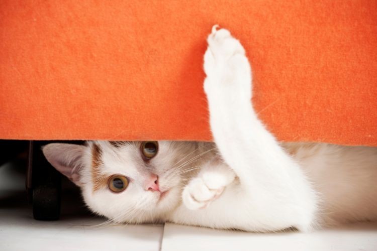 10 Signs Your Cat Is Quietly Evaluating Your Every Decision