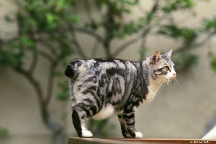 10 Signs Your Cat Is Quietly Evaluating Your Every Decision