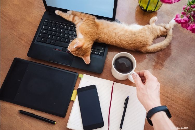 10 Signs Your Cat Is Quietly Evaluating Your Every Decision