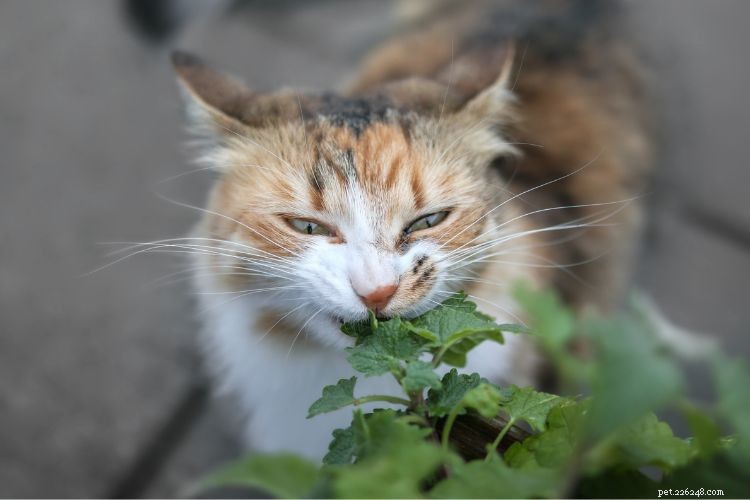 10 Signs Your Cat Is Quietly Evaluating Your Every Decision