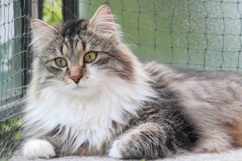 10 Signs Your Cat Is Quietly Evaluating Your Every Decision