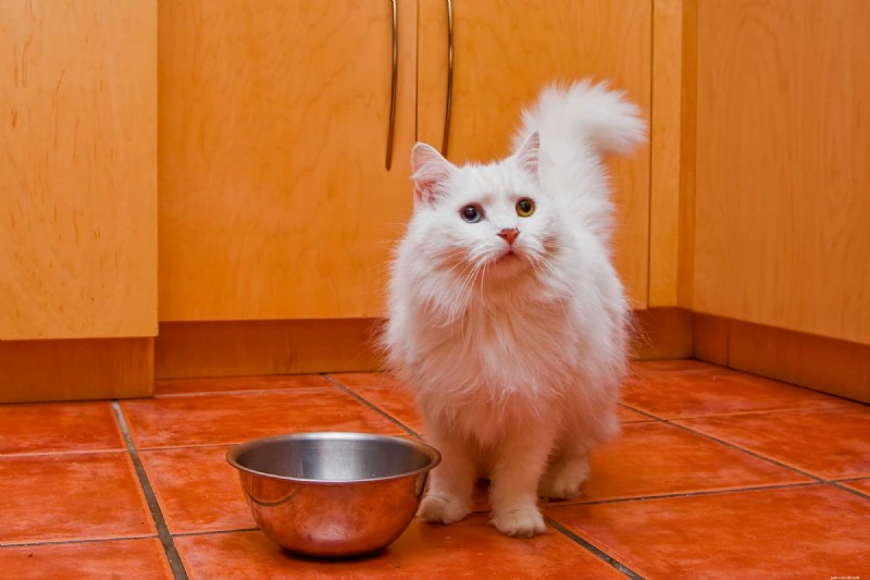 10 Signs Your Cat Is Quietly Evaluating Your Every Decision