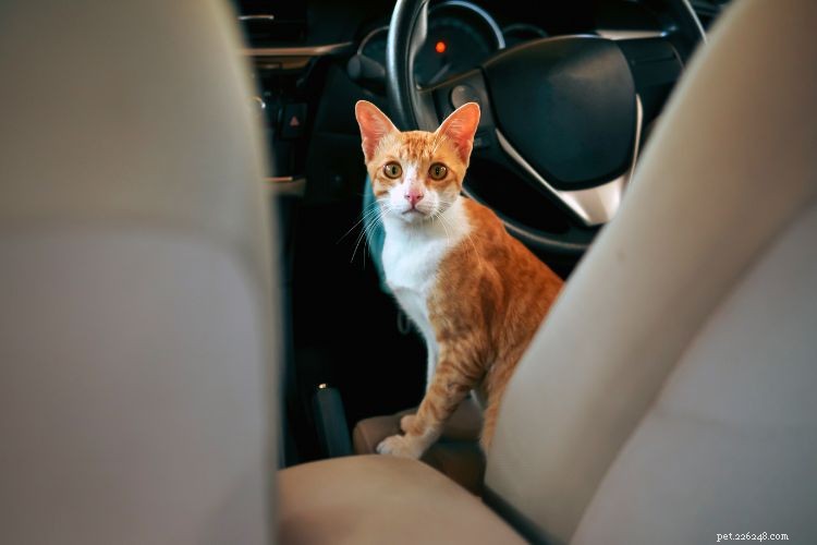 10 Proven Ways Cats Intuitively Understand Your Life – Expert Insights