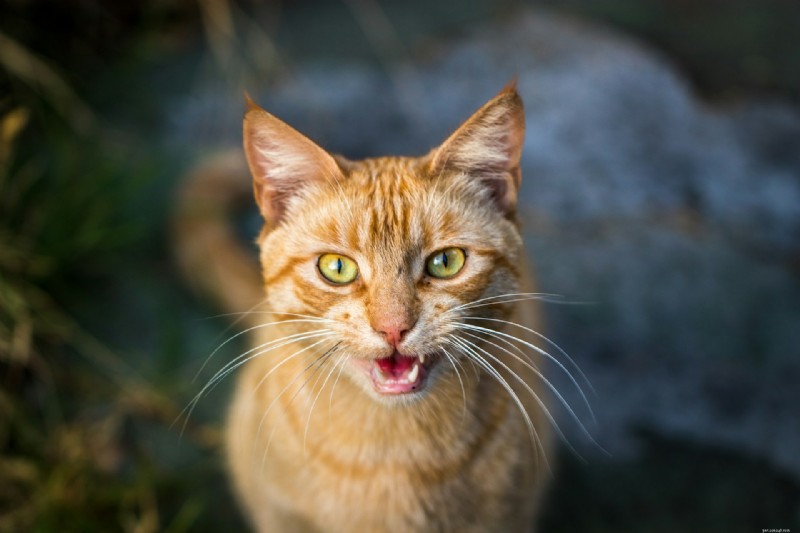 10 Proven Ways Cats Intuitively Understand Your Life – Expert Insights