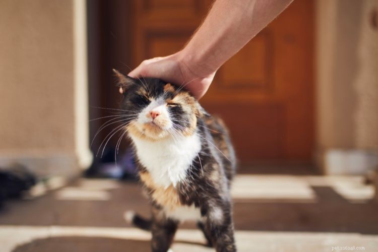 10 Proven Ways Cats Intuitively Understand Your Life – Expert Insights