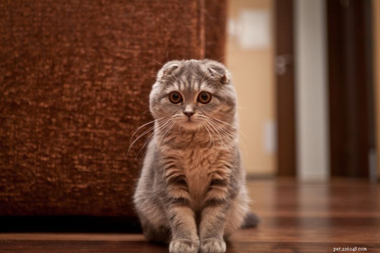10 Proven Ways Cats Intuitively Understand Your Life – Expert Insights
