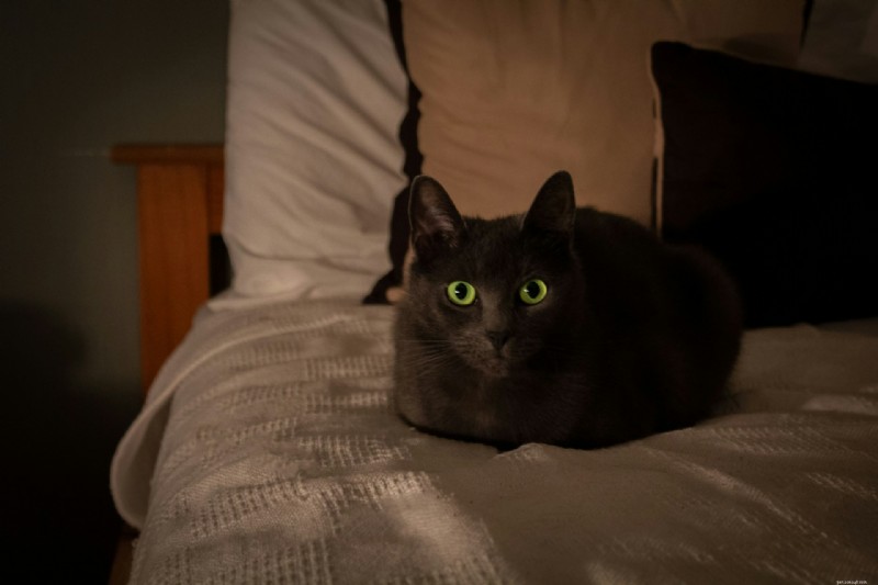 10 Proven Ways Cats Intuitively Understand Your Life – Expert Insights