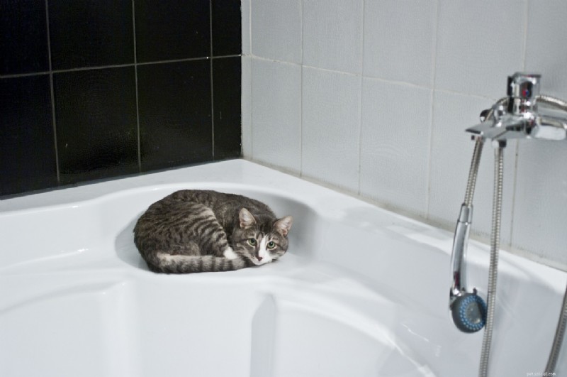 10 Proven Ways Cats Intuitively Understand Your Life – Expert Insights