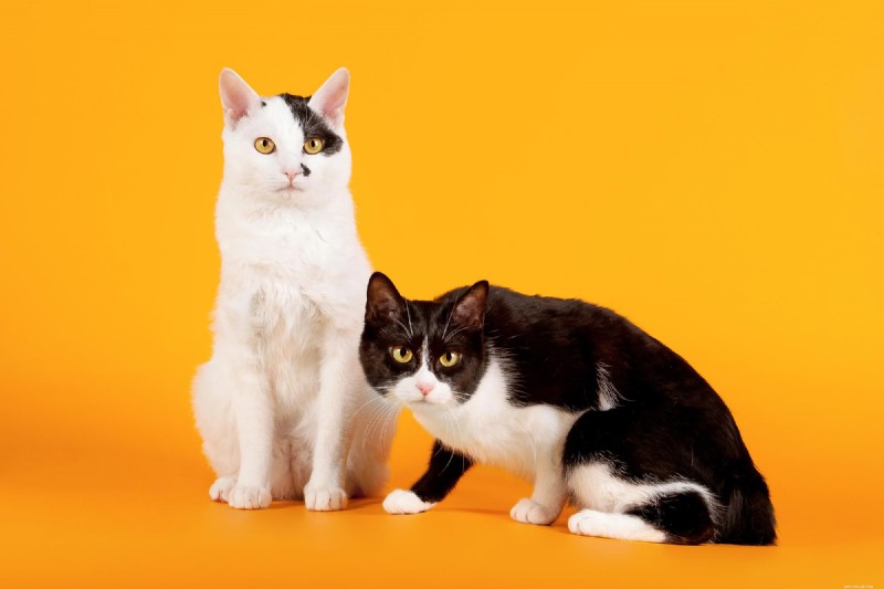 10 Proven Ways Cats Intuitively Understand Your Life – Expert Insights