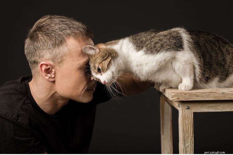 10 Cat Behaviors That Only Owners Truly Understand