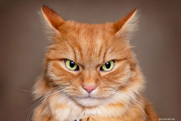 10 Cat Behaviors That Only Owners Truly Understand